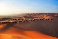 desert abu dhabi chameau decouverte 
