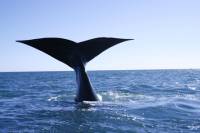 voir baleines argentine voyage buenos aires 