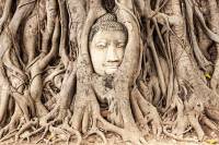 buddha tree arbre thailande