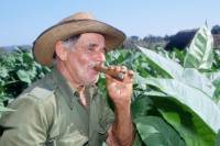 visiter champs de tabac voir vinales cuba