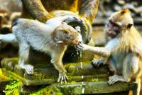 vacances en indonesie en groupe bali voir singes