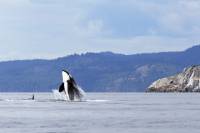 partir groupe canada observation baleines