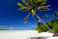 vacances polynesie iles plage cocotier detente