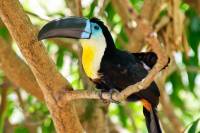 voyage amerique du sud visiter panama voir toucans