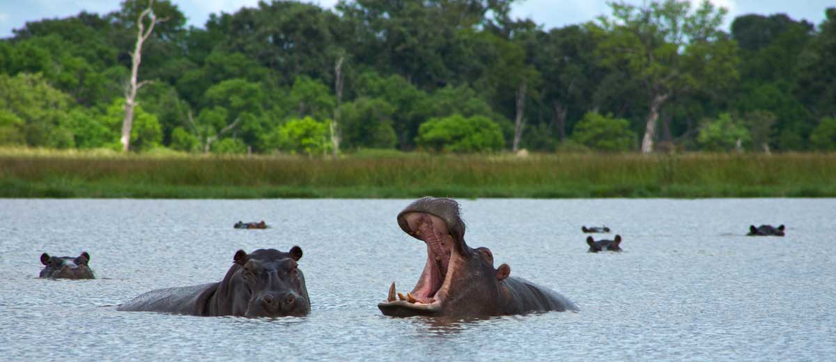 voyage_afrique_sejour_sur_mesure_botsawana_visiter_parc_okavango_découvrir_Afrique