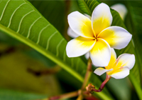 sejour luxe detente polynesie fleur frangipanier