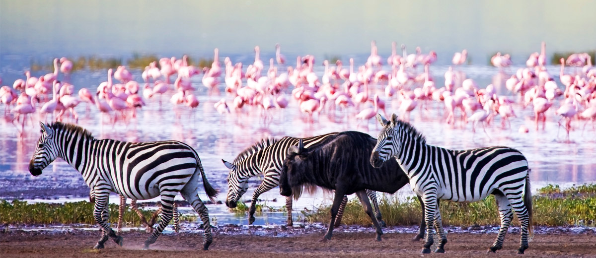 vacances de groupe safari tanzanie zanzibar zebres