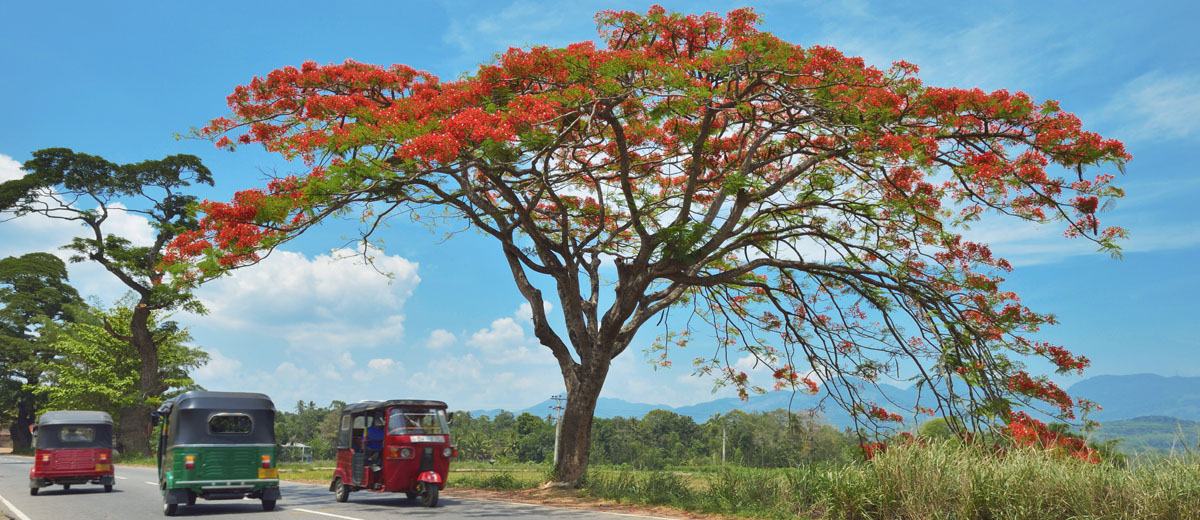 voyage asie visiter sri lanka flamboyant