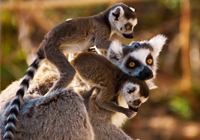 voyage sur mesure decouvrir madagascar 