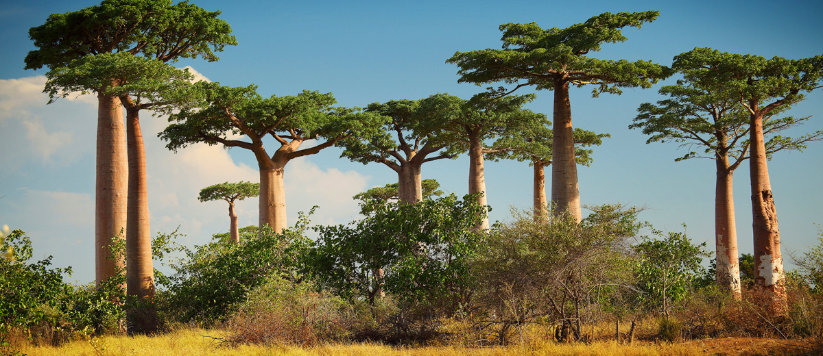 voyage groupe decouvrir madagascar 