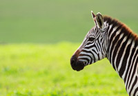 partir en excursion en afrique du sud