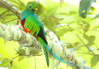 voyage groupe guatemala au pays du quetzal oiseau