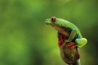 voyage costa rica grenouille