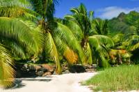 vacances luxe paradis polynesie moorea palmiers