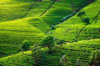 plantation the ceylan sri lanka degustation