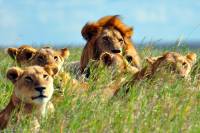 visiter tanzanie safari groupe lions afrique