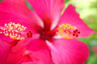 partir sejour detente iles polynesie hibiscus