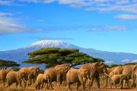 voir kilimanjaro voyage groupe elephants tanzanie