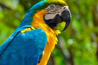 vacances groupe guatemala quetzal perroquet