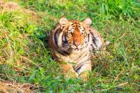 decouverte thailande tigre royaume siam