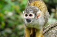 circuit equateur voir singe ecureuil