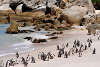 voir pinguoins afrique du sud sejour decouverte 