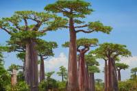 aller a madagascar en groupe baobab 