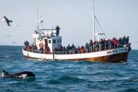 voyage en islande grundarfjordur hahyrningar 