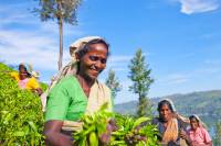 femmes the plantation voyage sri lanka