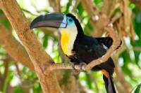 visiter guatemala voir toucans parc antigua 