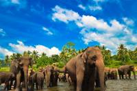 faune elephants asie decouvrir sri lanka