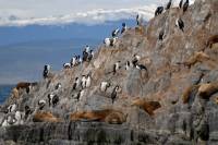 voyage argentine voir otaries oiseaux marins