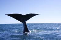 voyage amerique latine argentine voir baleines