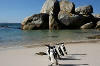 voyage en groupe visite cape afrique du sud