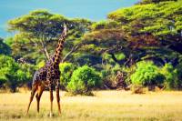 safari afrique voyage de groupe girafes tanzanie