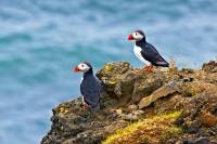 voyage amplitudes islande puffin macareux 