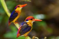 amplitudes thailande nature oiseaux decouverte