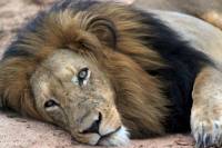 voir lions afrique du sud sejour decouverte 