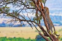 vacances groupe tanzanie zanzibar leapard afrique