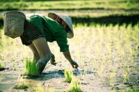 partir a la decouverte de rizieres au vietnam