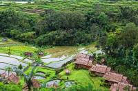 voyage a bali en groupe rizieres en terrasse