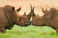 partir en groupe visite cape rhinoceros