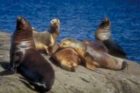 decouvrir amerique du sud visiter argentine otarie