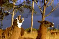 decouvrir equateur voir lamas amazonie 